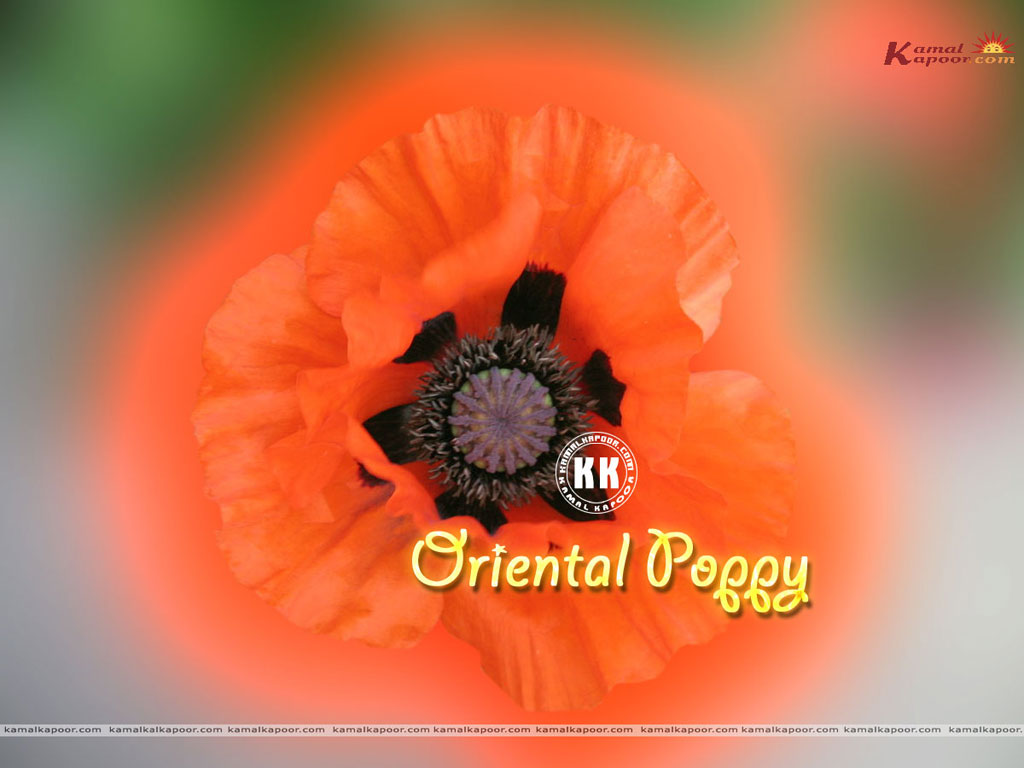 Oriental Poppy Wallpaper